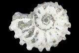 Bumpy Ammonite (Douvilleiceras) Fossil - Madagascar #103045-1